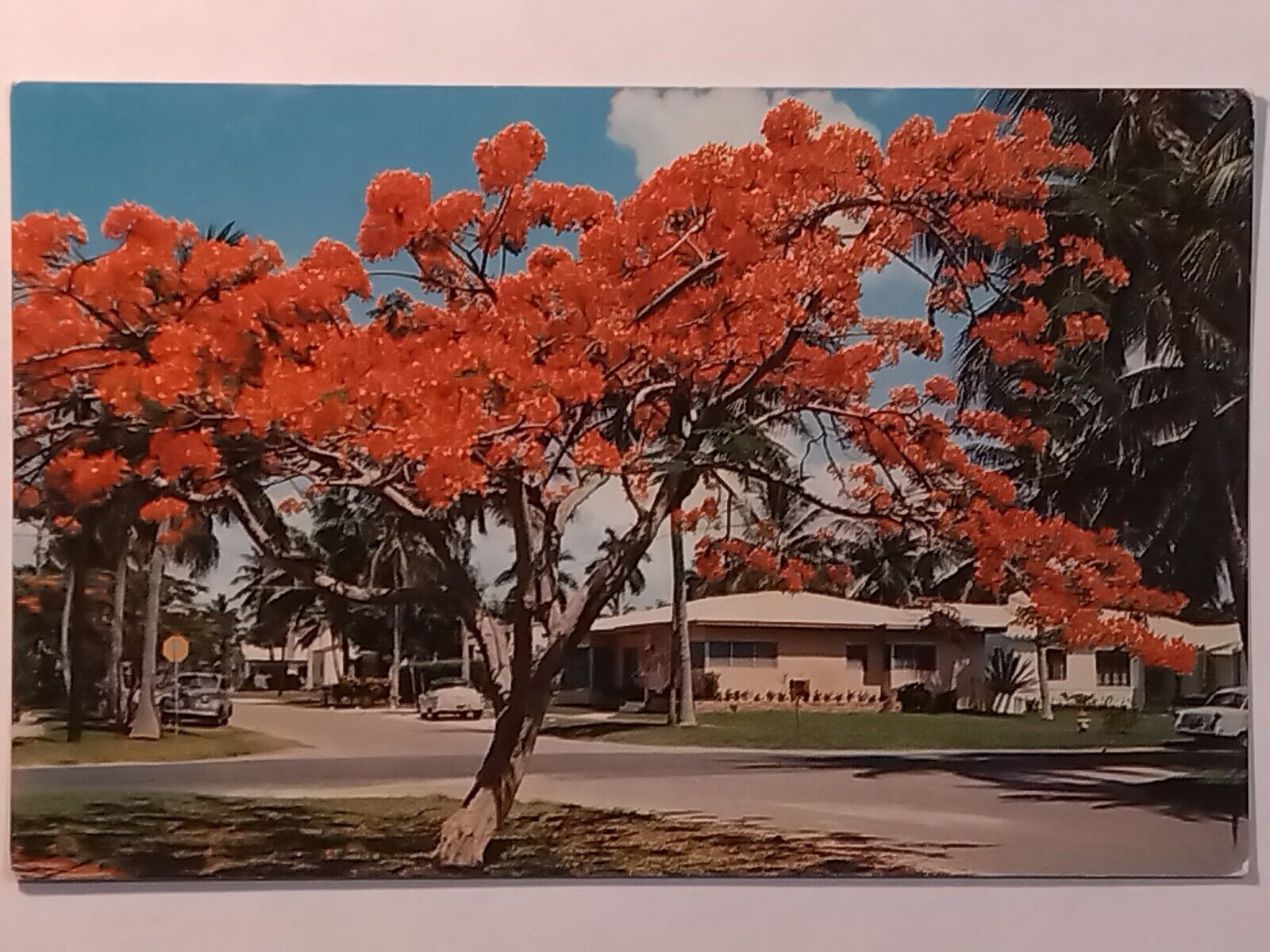 Florida\'s Royal Poinciana In Bloom Street View Postcard