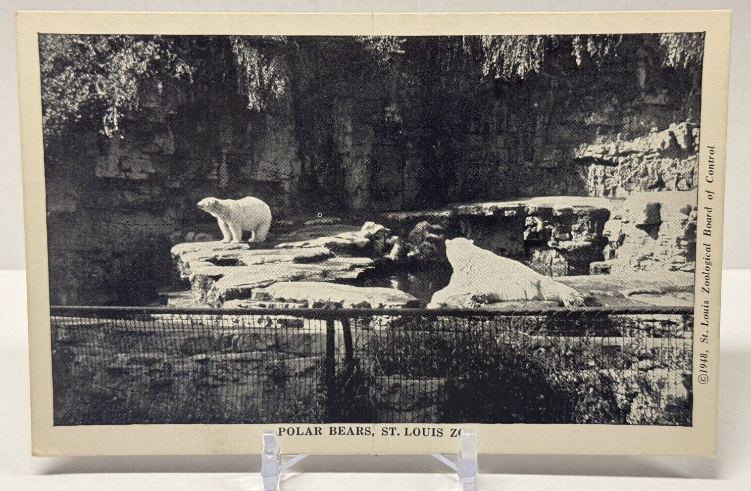 Postcard St Louis Zoo Missouri Polar Bears Unposted 1948 Vintage MO Limestone