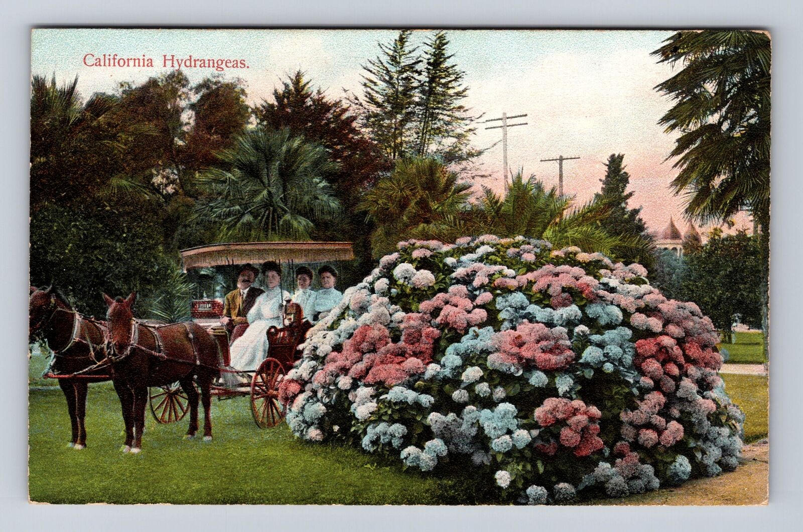 CA-California, Hydrangeas, Flowers, Antique, Vintage Souvenir Postcard