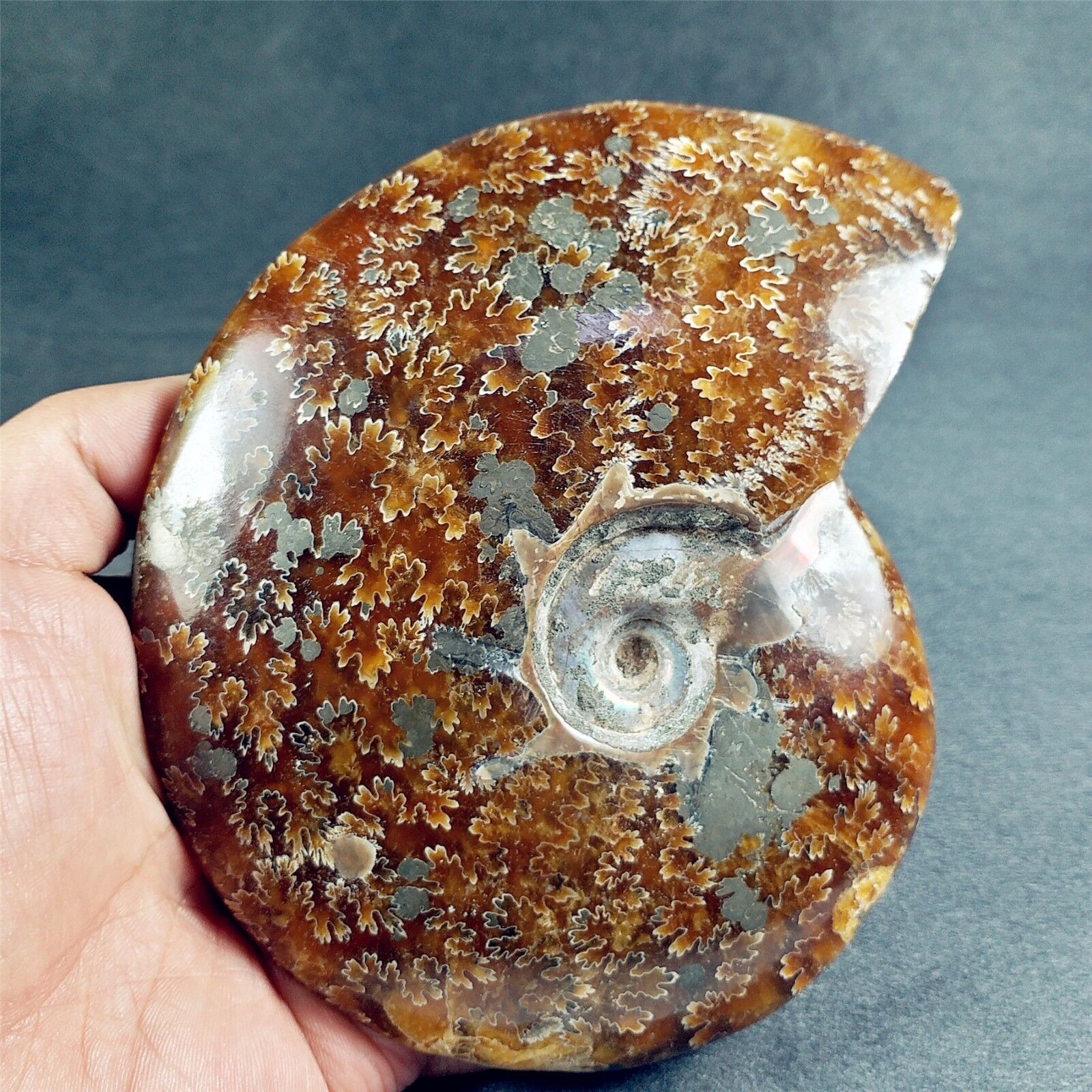 5.5” Whole AMMONITE Fossil Sutured Patterns Madagascar A2096