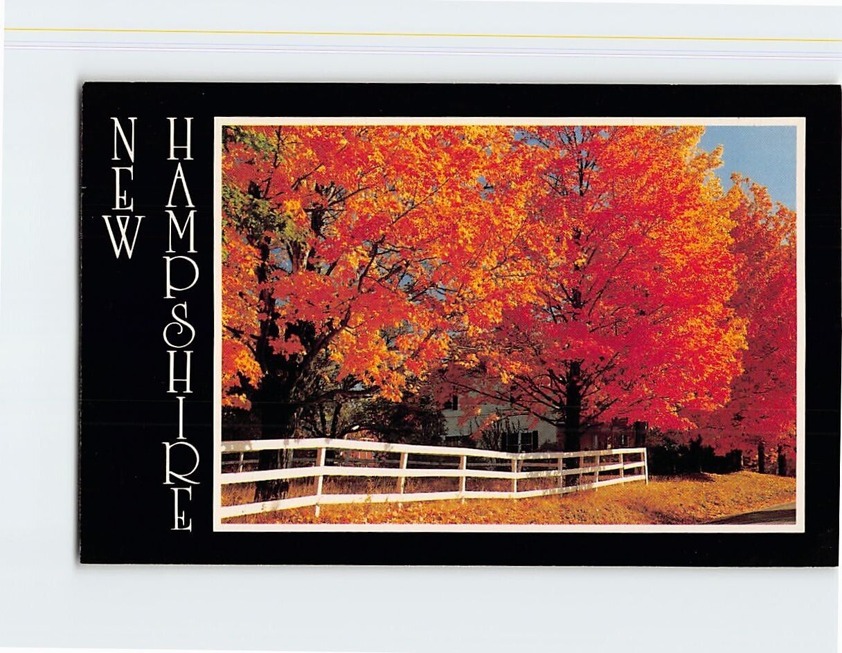 Postcard Fall Scene Maple Trees White Mountains New Hampshire USA