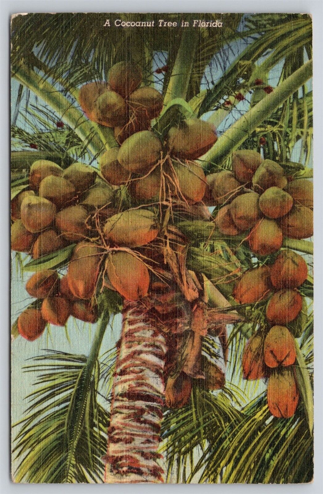 Postcard FL A Cocoanut Tree