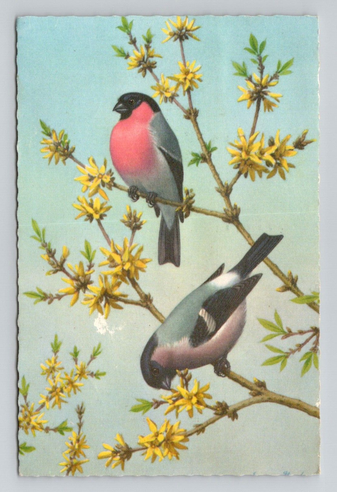 Postcard Blue Birds on Forsythia Branch, Mainzer Vintage J6