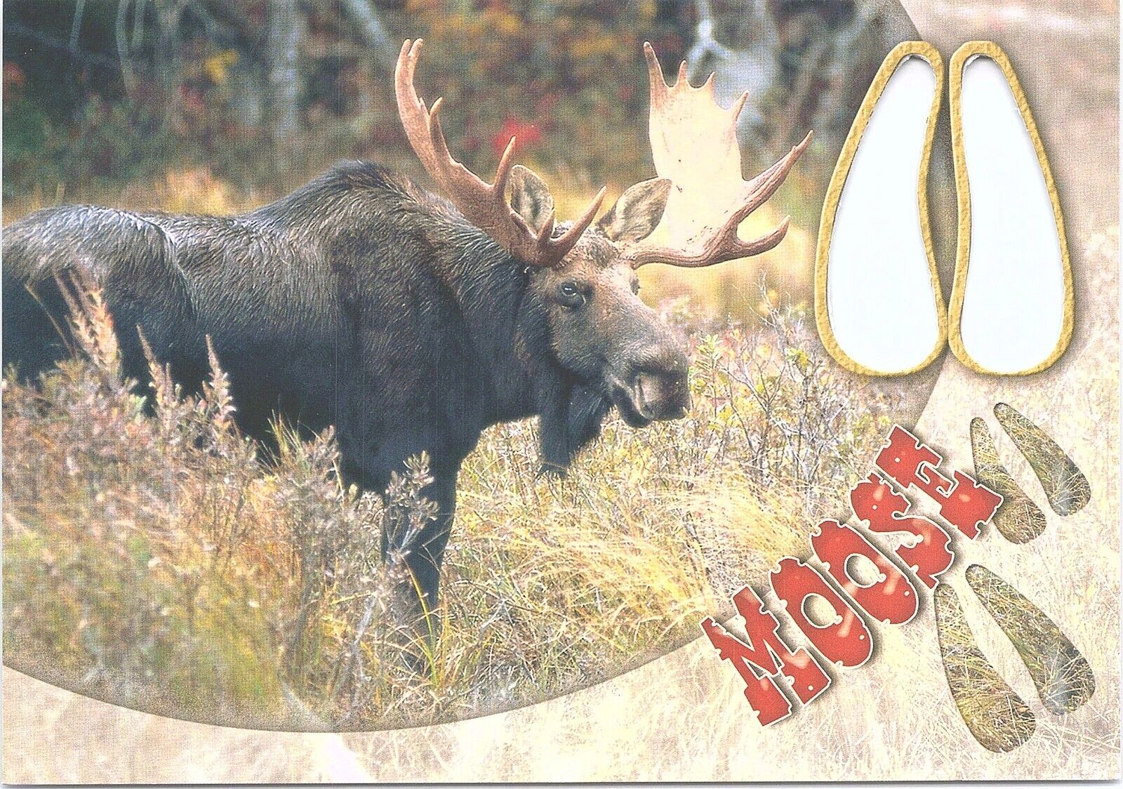 Bull Moose Die Cut Maine New Hampshire Vermont Postcard Unused New