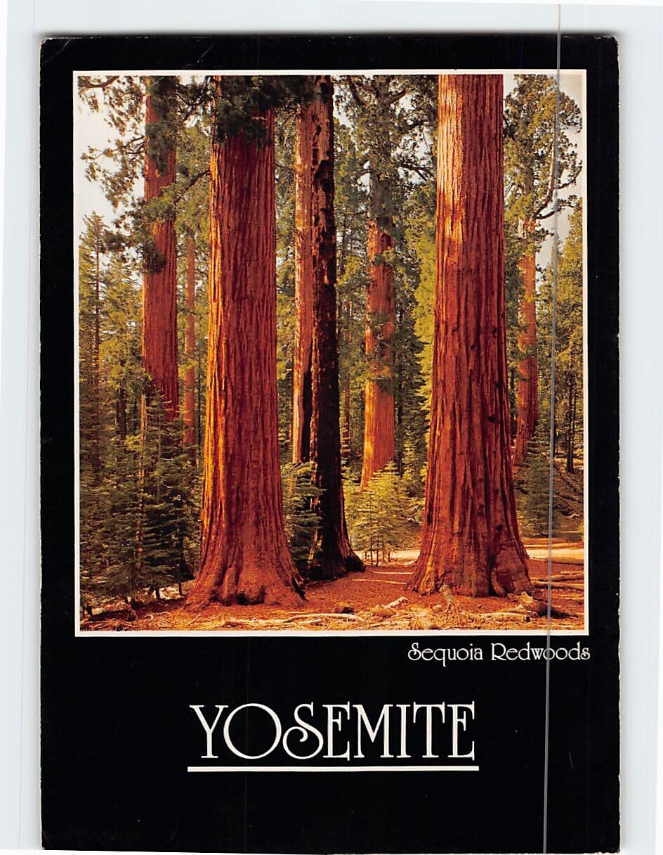 Postcard Sequoia Redwoods Yosemite California USA