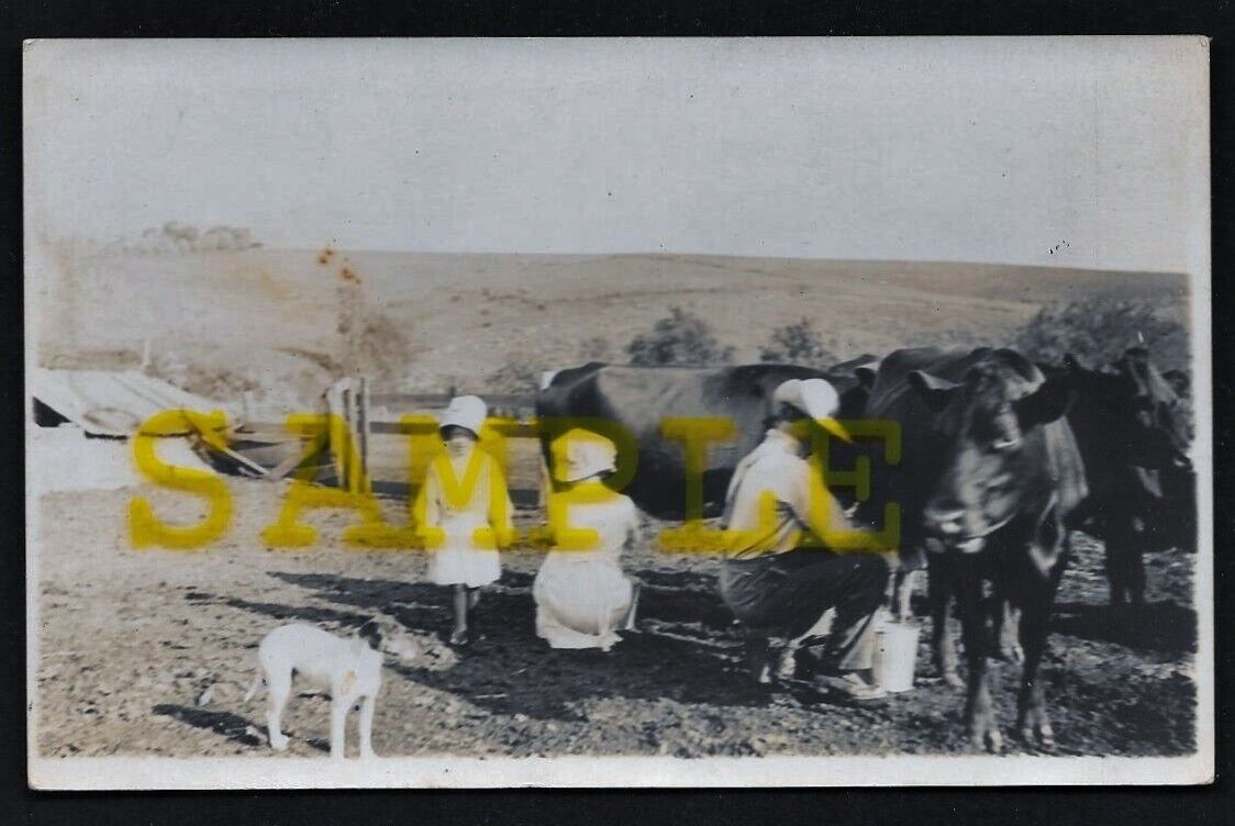 Antique Early 1900\'s Real Photo Postcard of Dad Milking The Cows and Little Help