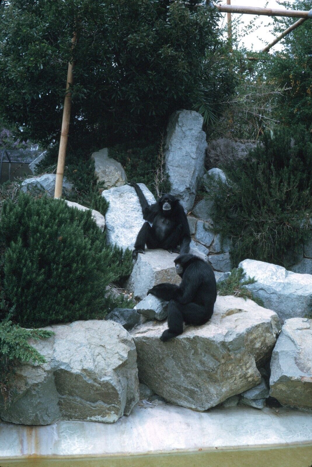 1969 San Diego Zoo Gibbons Exhibit Vintage 35mm Slide