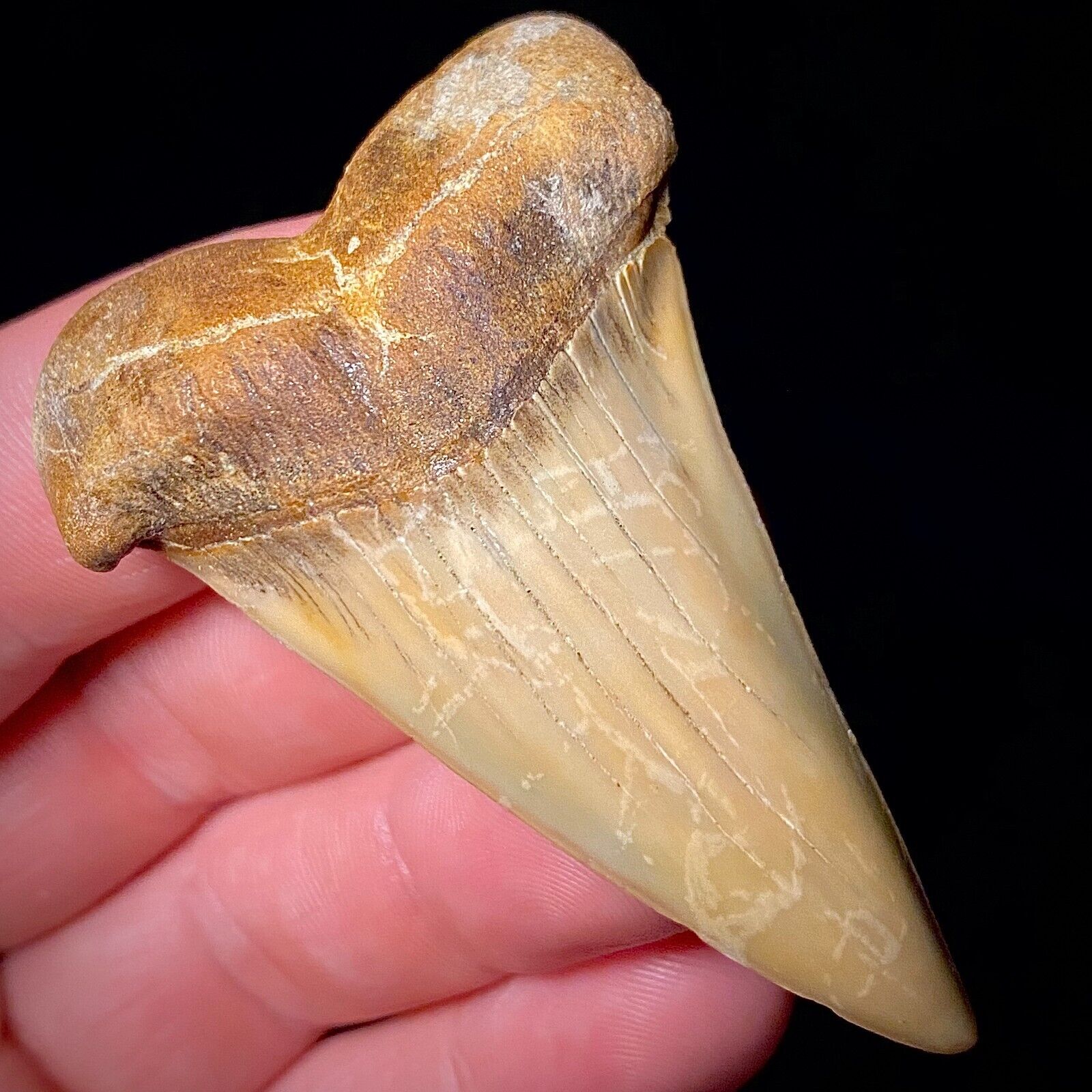 Hastalis White Shark Tooth Not Mako Teeth Megalodon Era Bakersfield Real Fossils