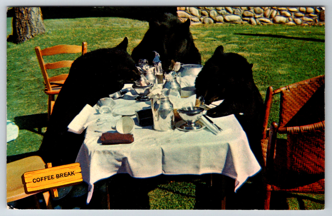 c1960s Afternoon Refreshments Black Bears Vintage Postcard