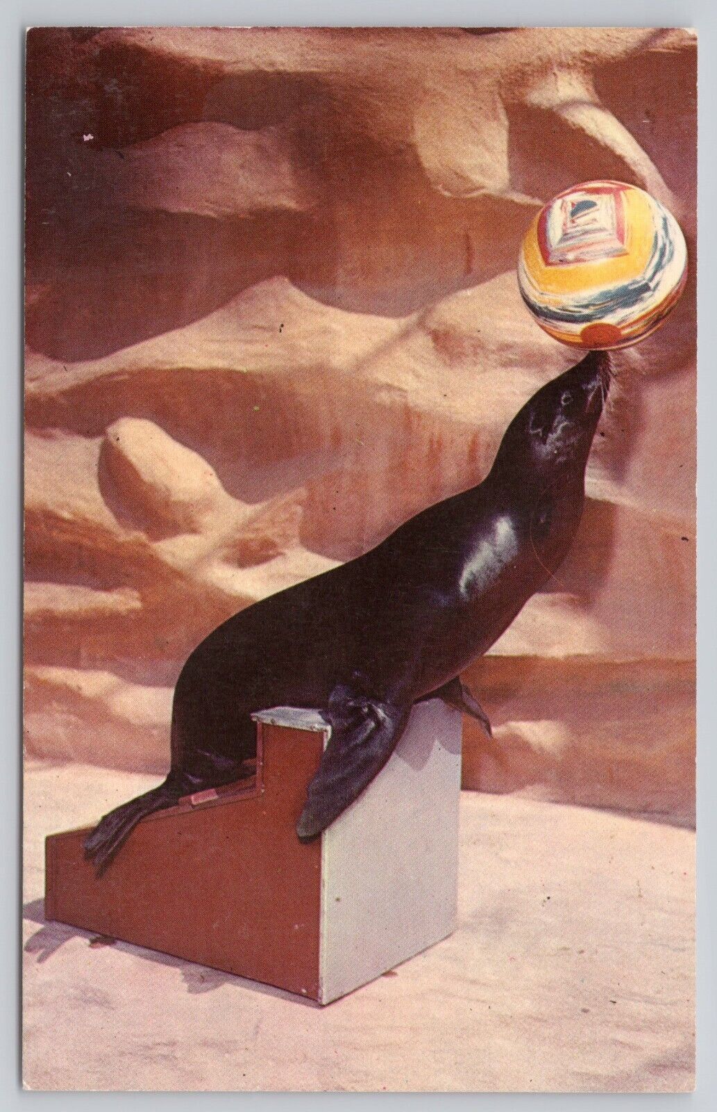 San Diego Zoo California, Sea Lion Playing with Ball, Vintage Postcard