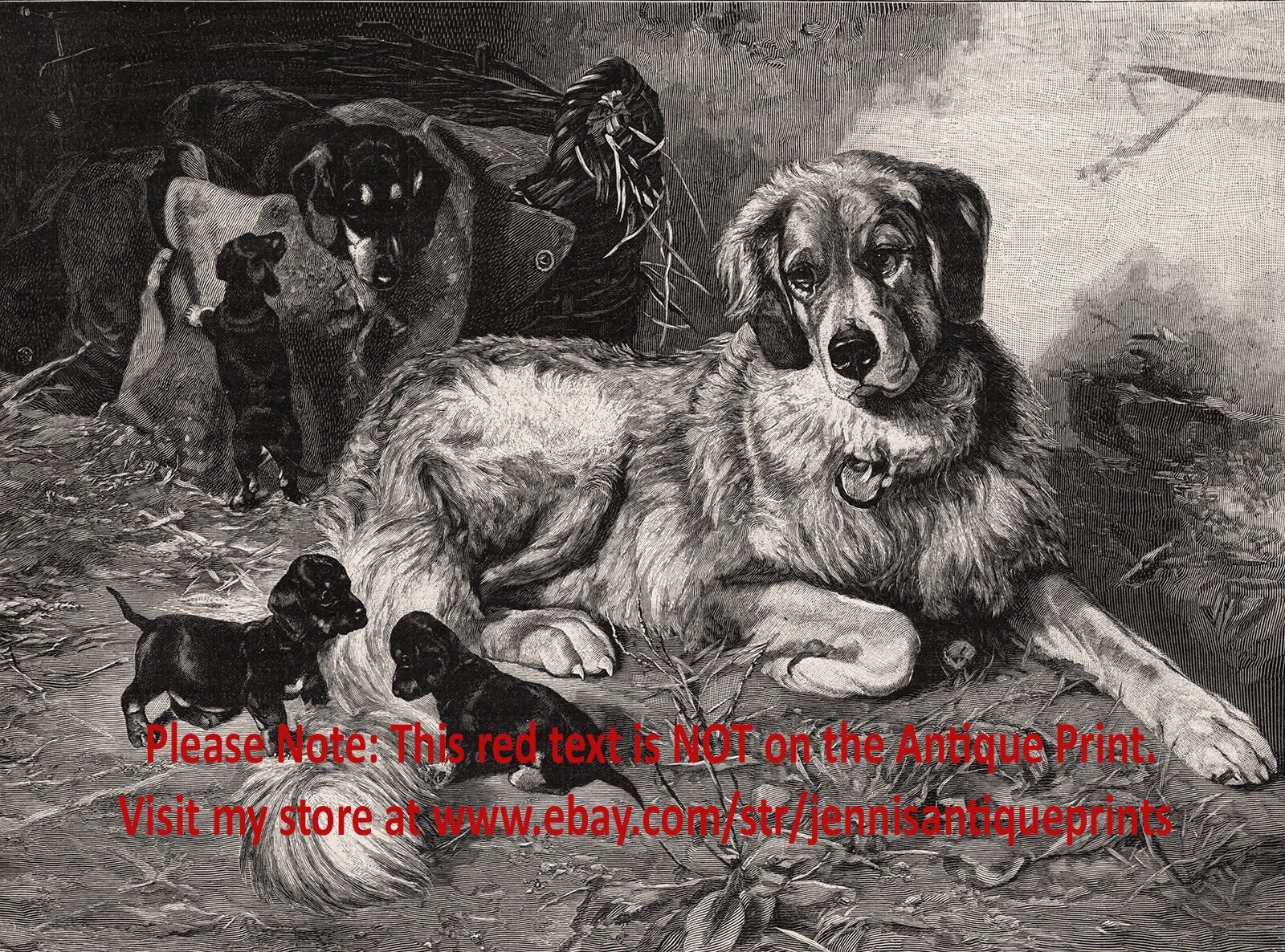 Dog Great Pyrenees Teased by Mischievous Dachshund Puppies, 1890s Antique Print