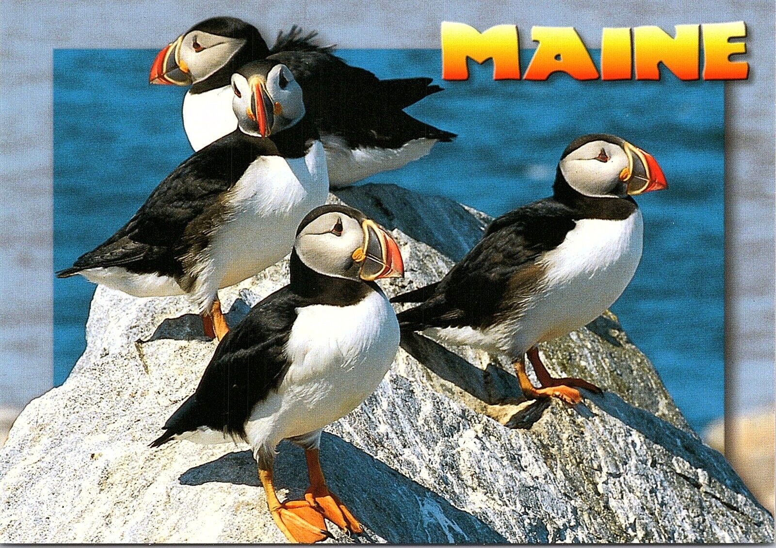 Maine Puffin Sea Birds on Rocks Seacoast Postcard Unused New