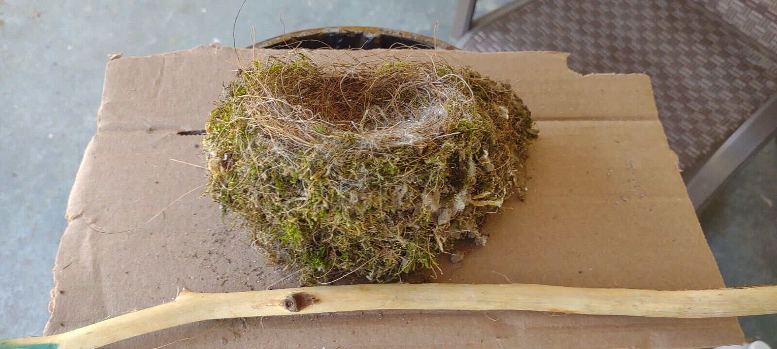 REAL NATURAL BIRD NEST  SOUTH JUST ABANDONED IN TENNESSEE STRAW MOSS