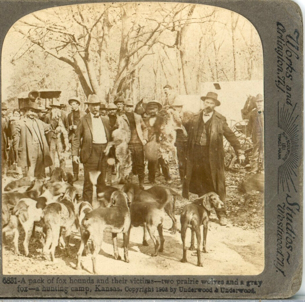 KANSAS, A Pack of Fox Hounds & Their Victims--Underwood Stereoview B60