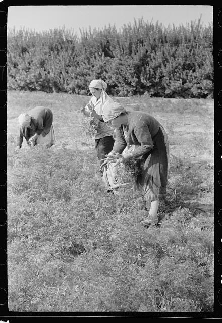 Cranberry pickers,Burlington County,New Jersey,NJ,October 1938,Rothstein,9