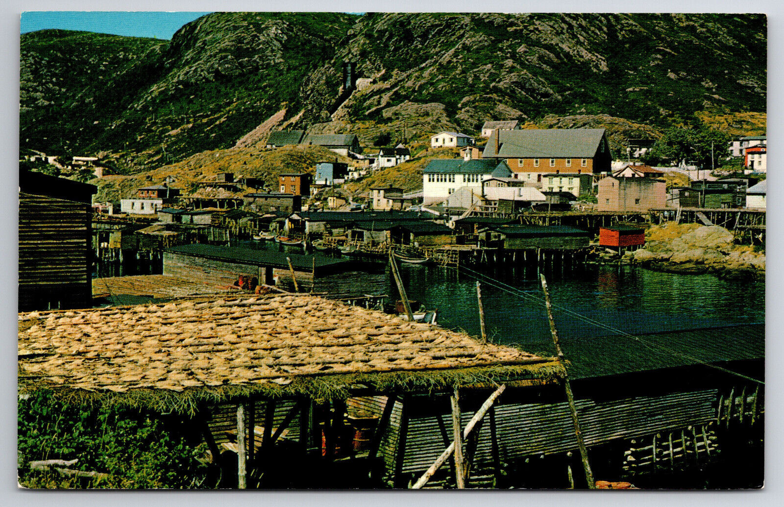 Vintage Canada Postcard Petty Harbour Newfoundland Good Harvest of Cod