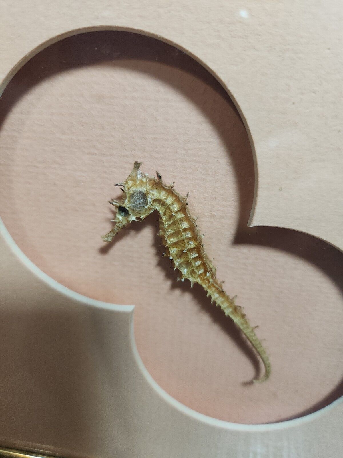 Real Natural Dried Seahorse  Framed
