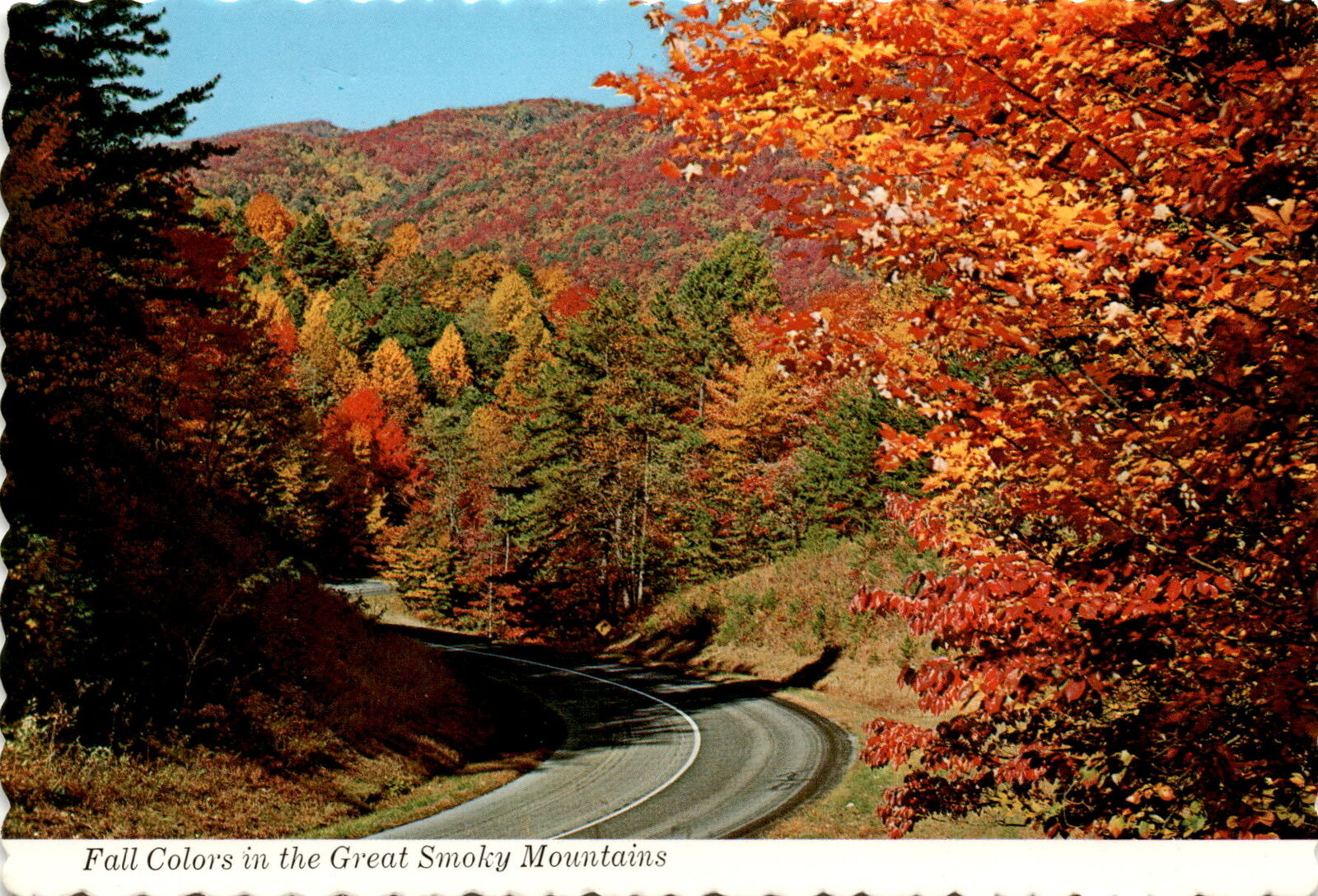 Vintage Fall Color Highway Scene Postcard - Great Smoky Mountains