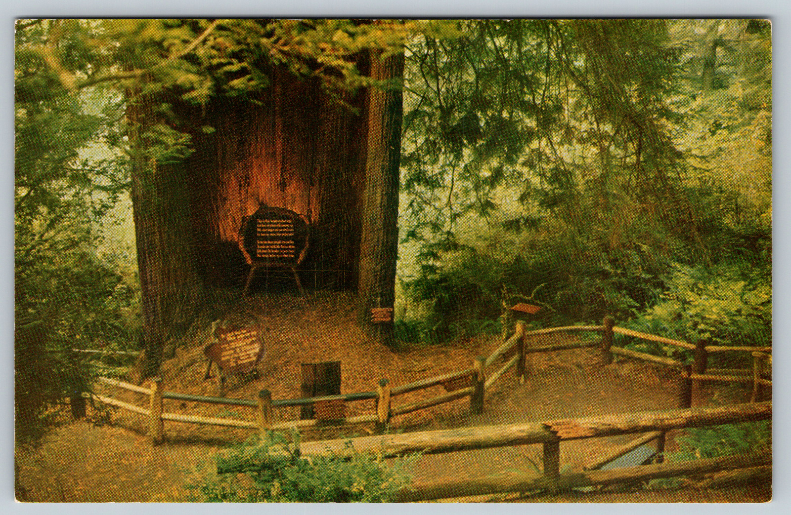 c1960s Cathedral Tree Redwoods Shrine Vintage Postcard