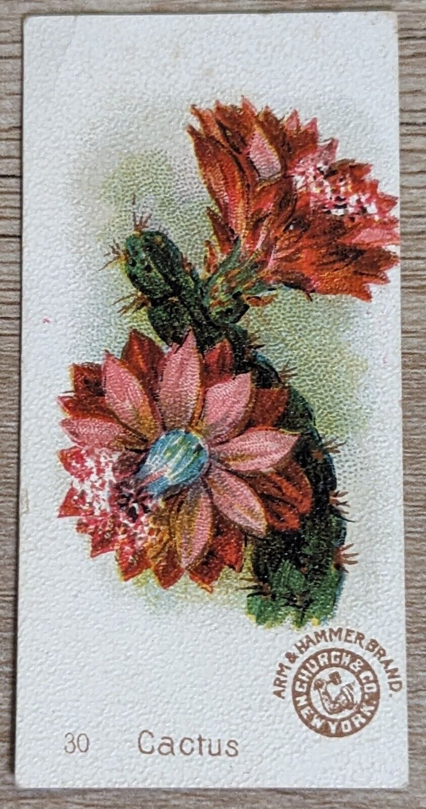 1895 AH801 Church & Co Arm & Hammer Beautiful Flowers Cactus Trade Card #30