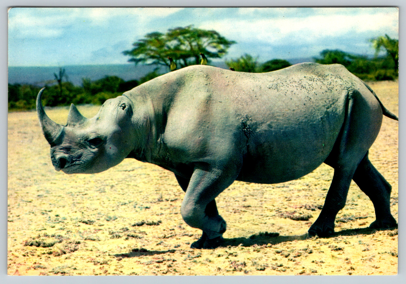 c1970s African Fauna Rhinoceros Side Profile View Vintage Postcard