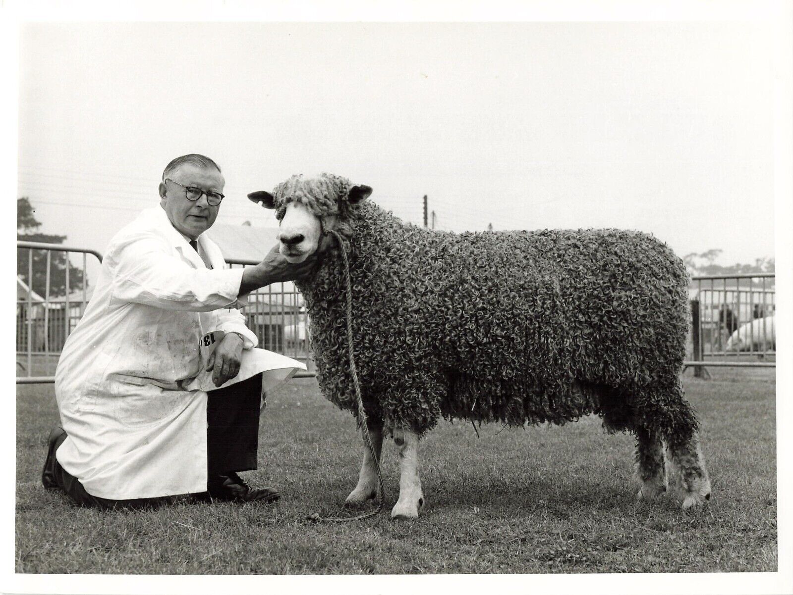 Royal Show 1968 Press Photo Kenilworth UK Leicester Shearling Lamb  *P104b