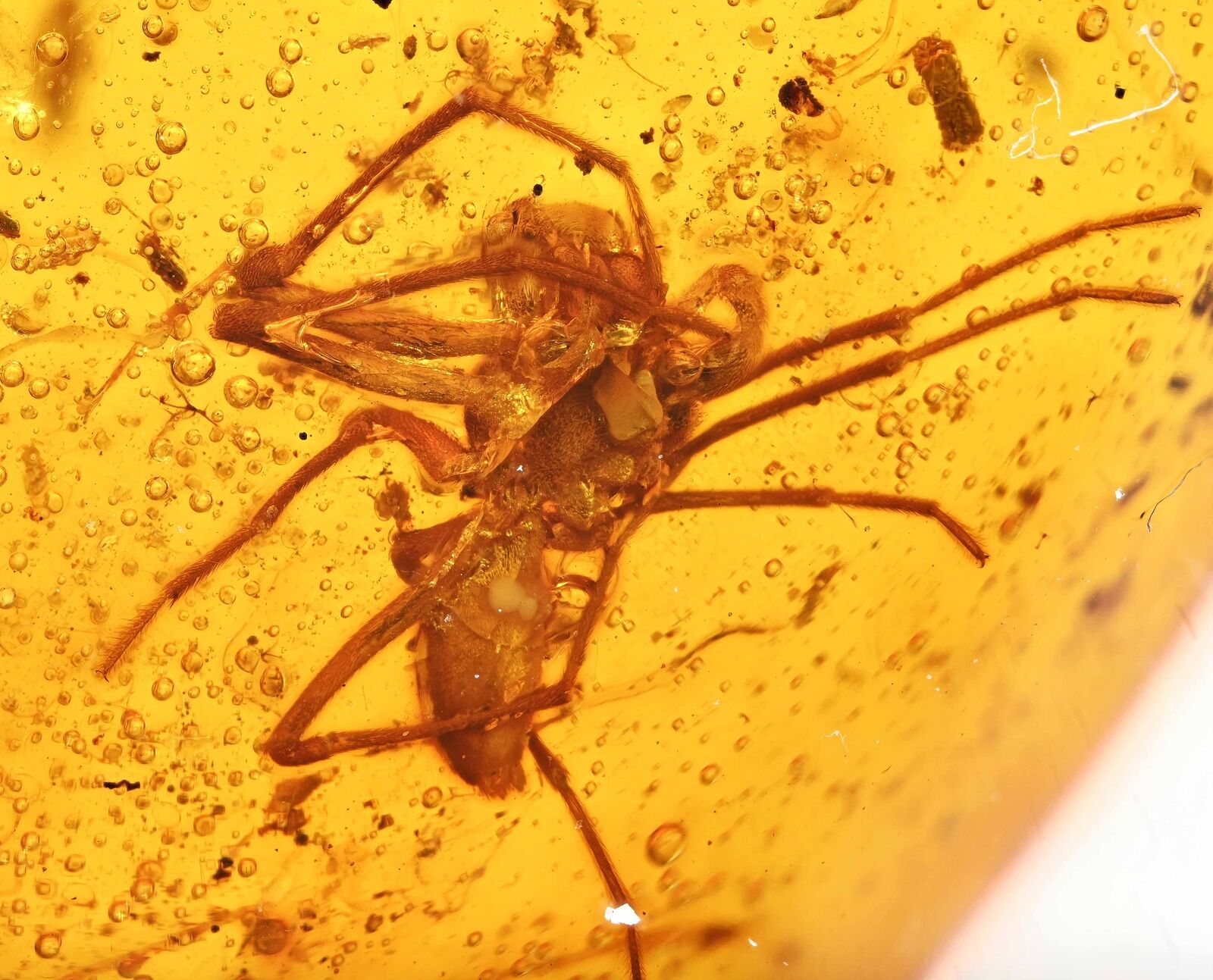 Large Araneae: Araneida (Spider), Fossil Inclusion in Burmese Amber