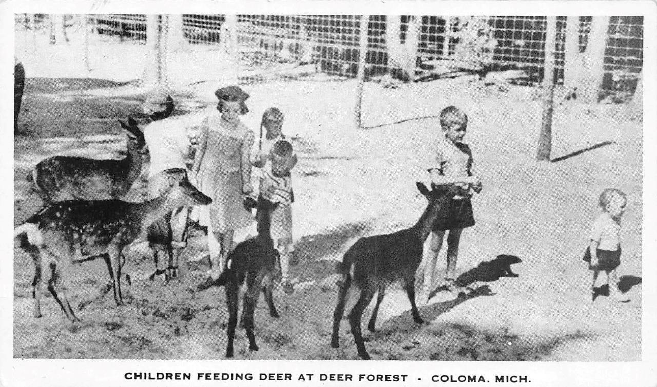 Coloma, MI Michigan DEER FOREST PARK Children~Petting Zoo PAW PAW LAKE Postcard
