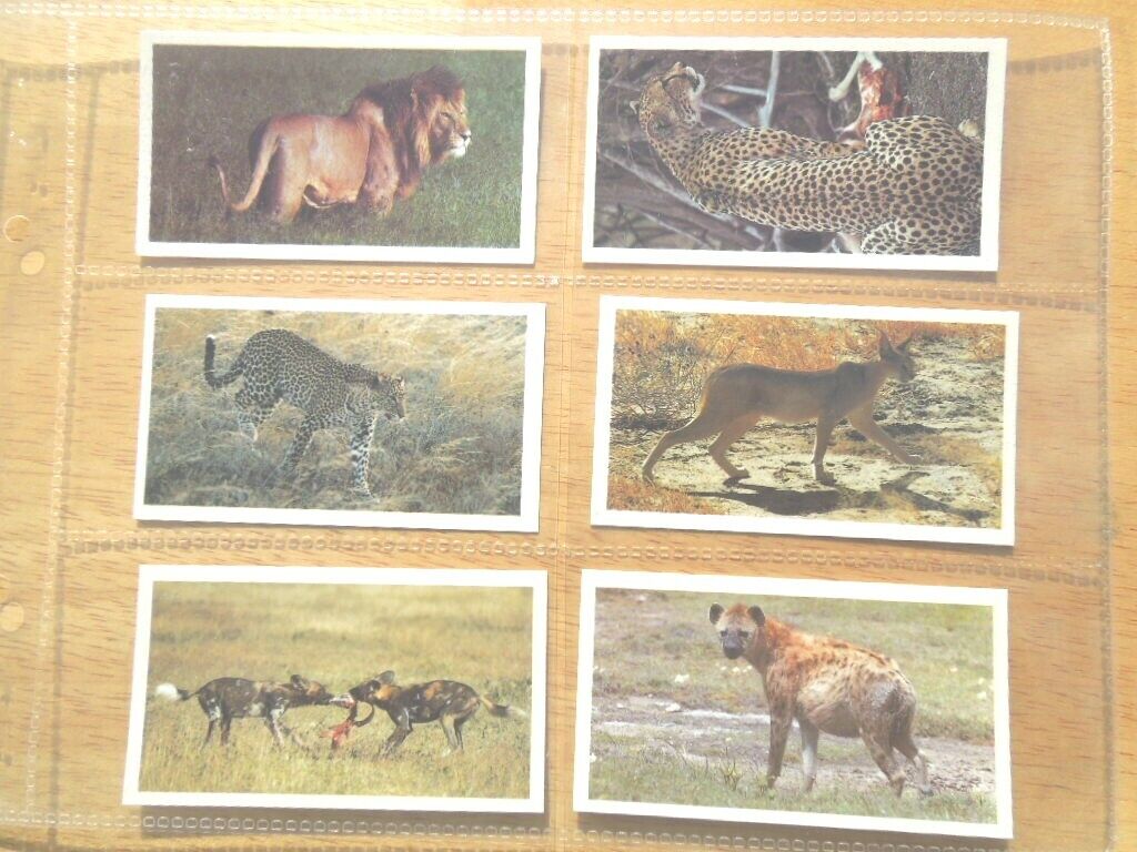 1990 Grandee AFRICAN  WILDLIFE lion cheetah set 30 cards Tobacco Cigarette  