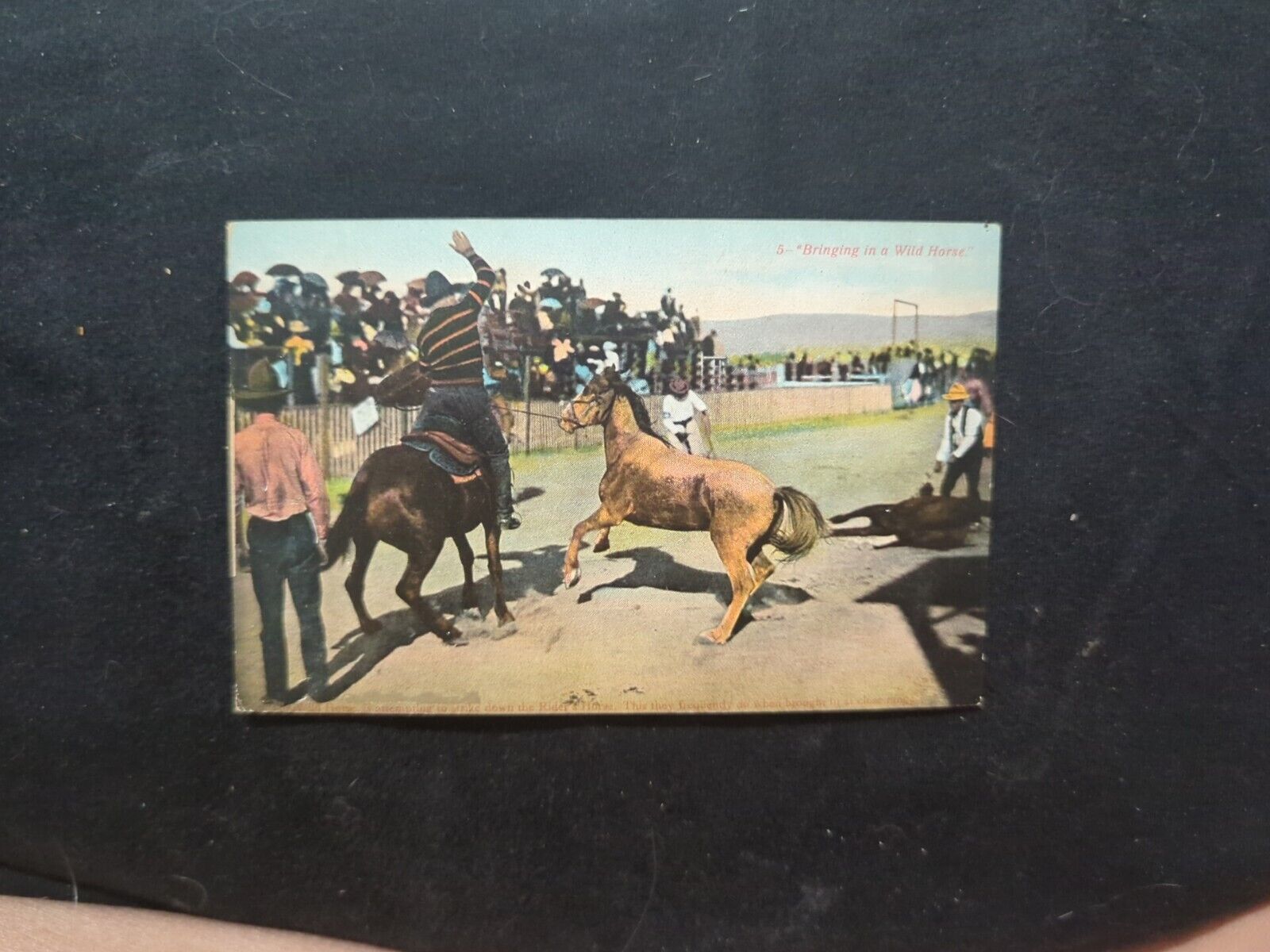 Vintage Postcard Bringing In A Wild Horse Unposted