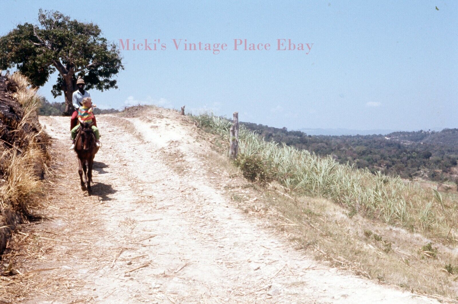 Vtg 1968 Photo 35mm Slide Jamaica Horse ride around the Sugarcane Fields m91