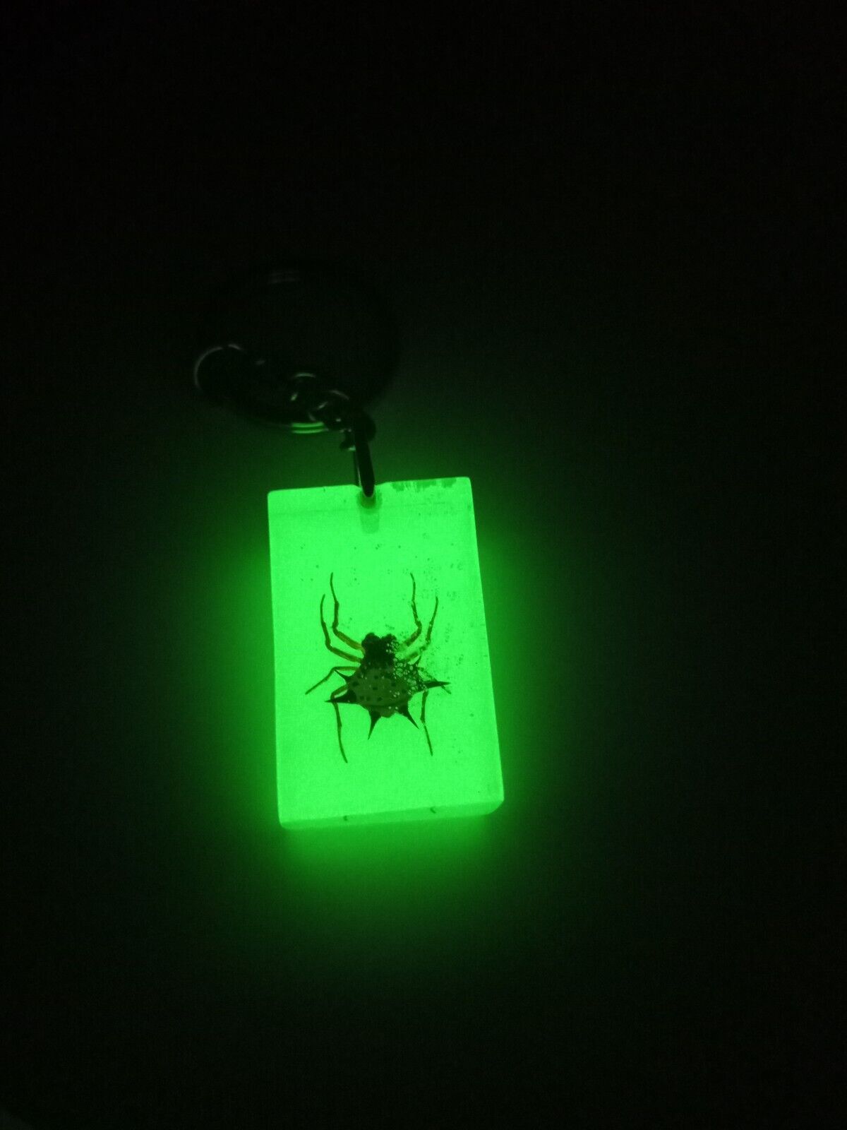 Real Spiny Spider Male Macracantha Hasselti Glow in the Dark Keyring Key Finder