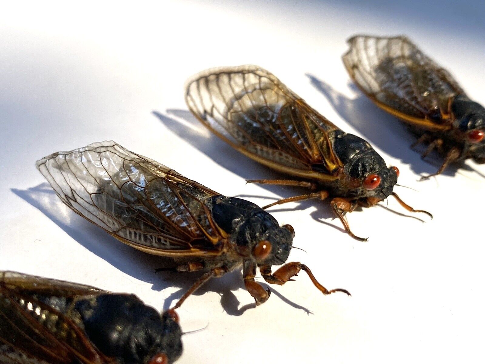 Cicada Specimen 2024 Lot Of 5 Pc.  For Bug Collecting/Entomology