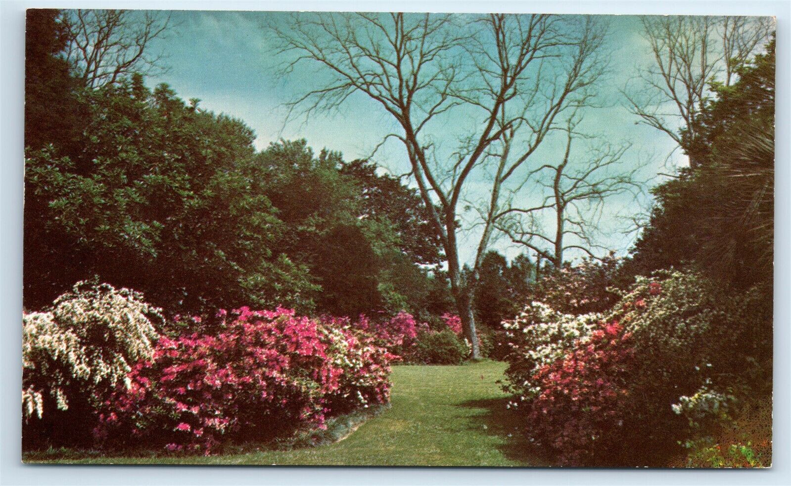 Postcard Mobile Alabama Azaleas Gardens J172