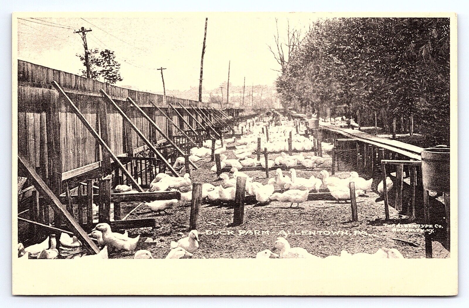 Postcard Duck Farm Allentown Pennsylvania PA Albertype Co. CREASED