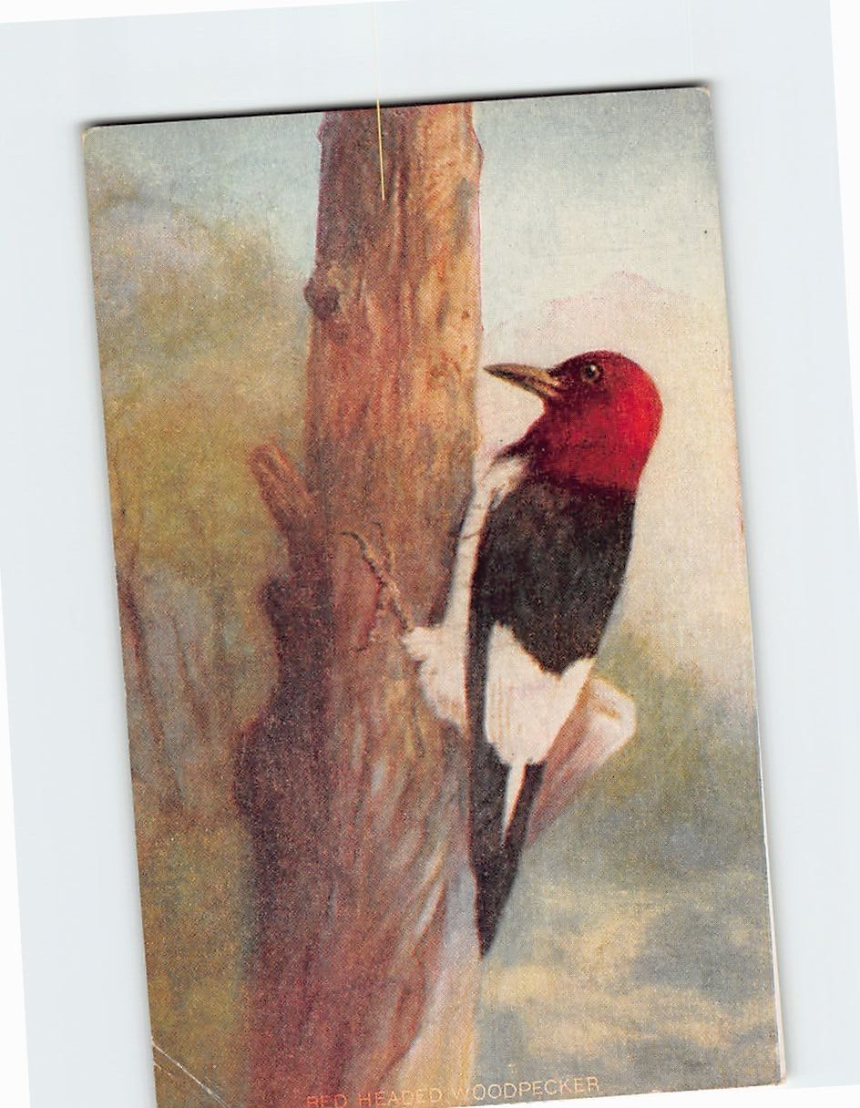 Postcard Red Headed Woodpecker