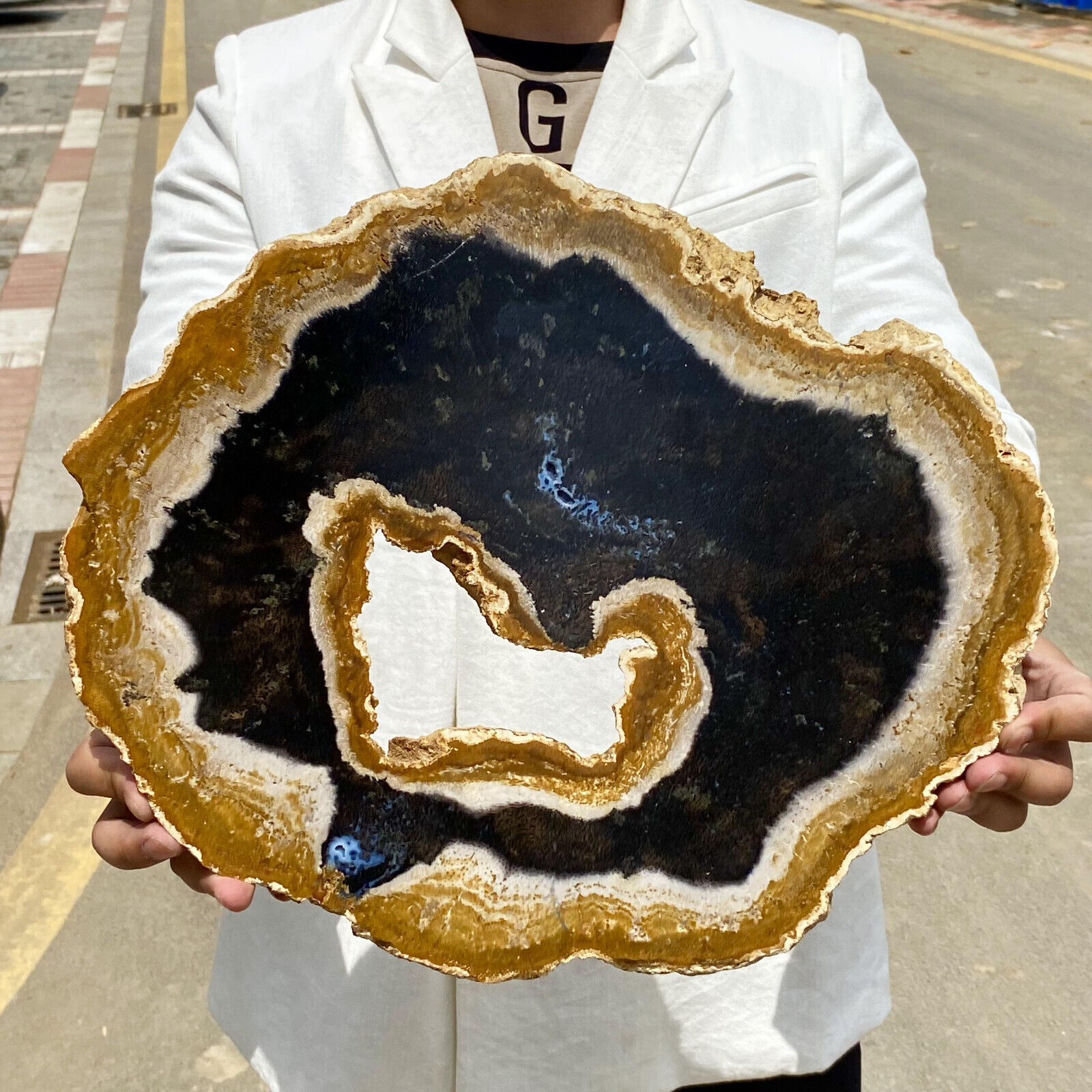 7.58LB Large Natural Petrified Wood Crystal Fossil Slice Shape Specimen Healing