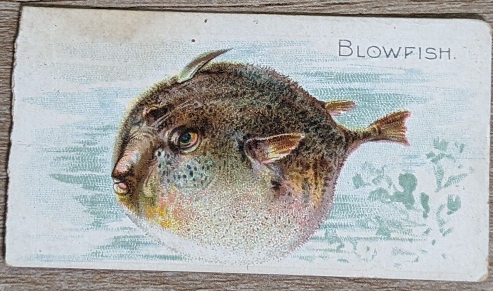 1910 T58 American Tobacco Fish Series Blowfish