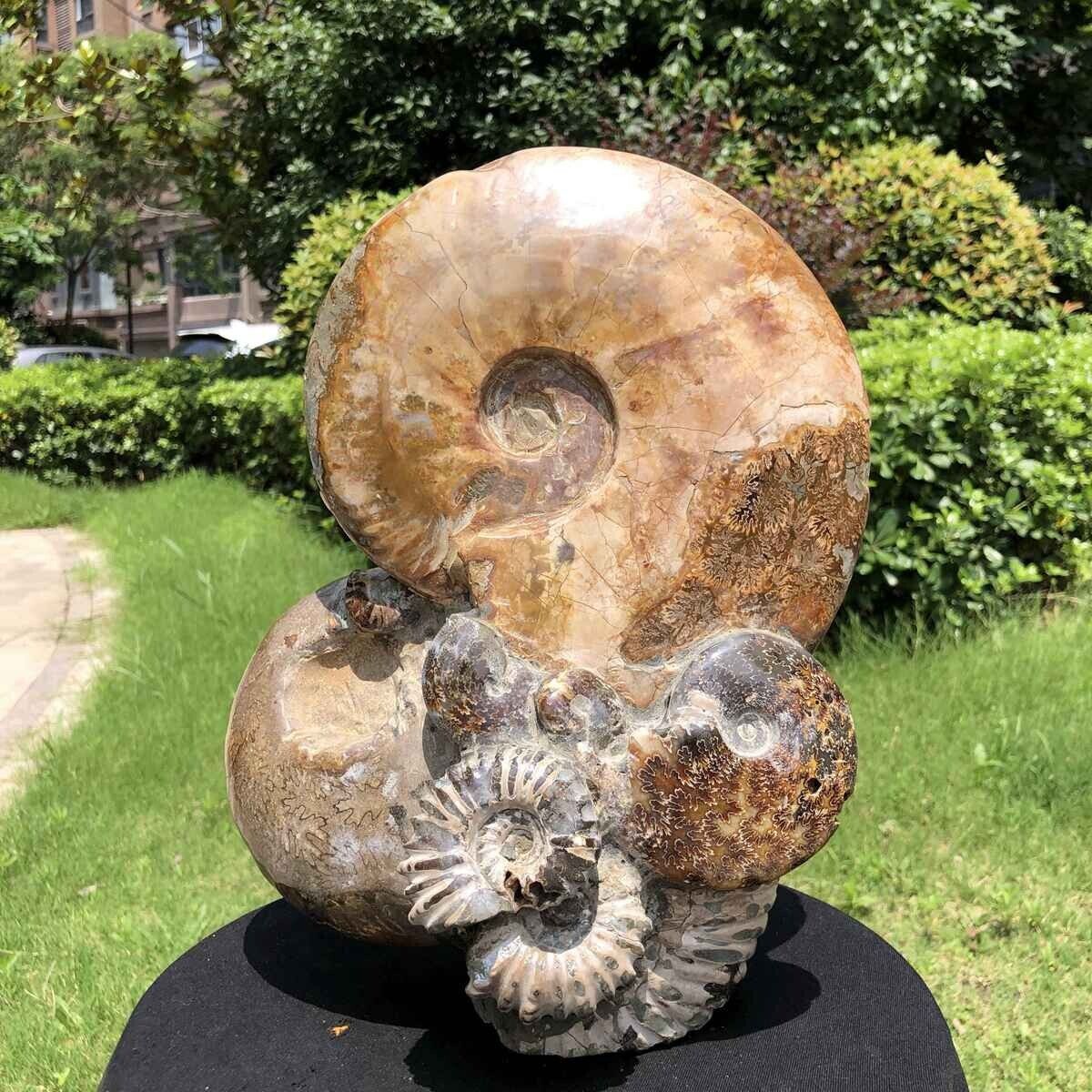 15.79LB TOP Natural Beautiful ammonite fossil conch Crystal specimen heals 3395