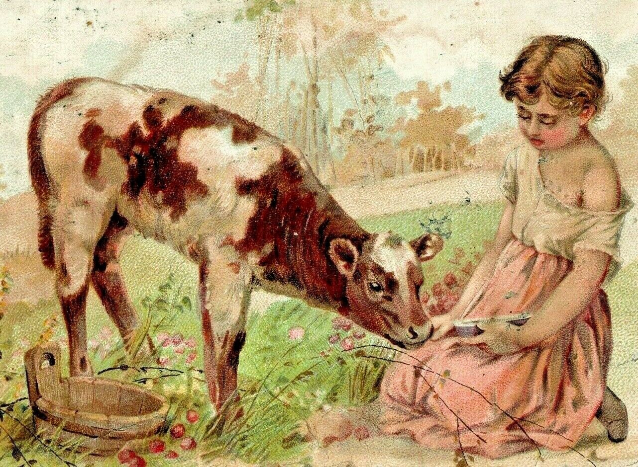 C.1880/90s Arbuckle Bros Coffee Ariosa. Dairy Cow. Adorable Girl Milk Maid. Veal