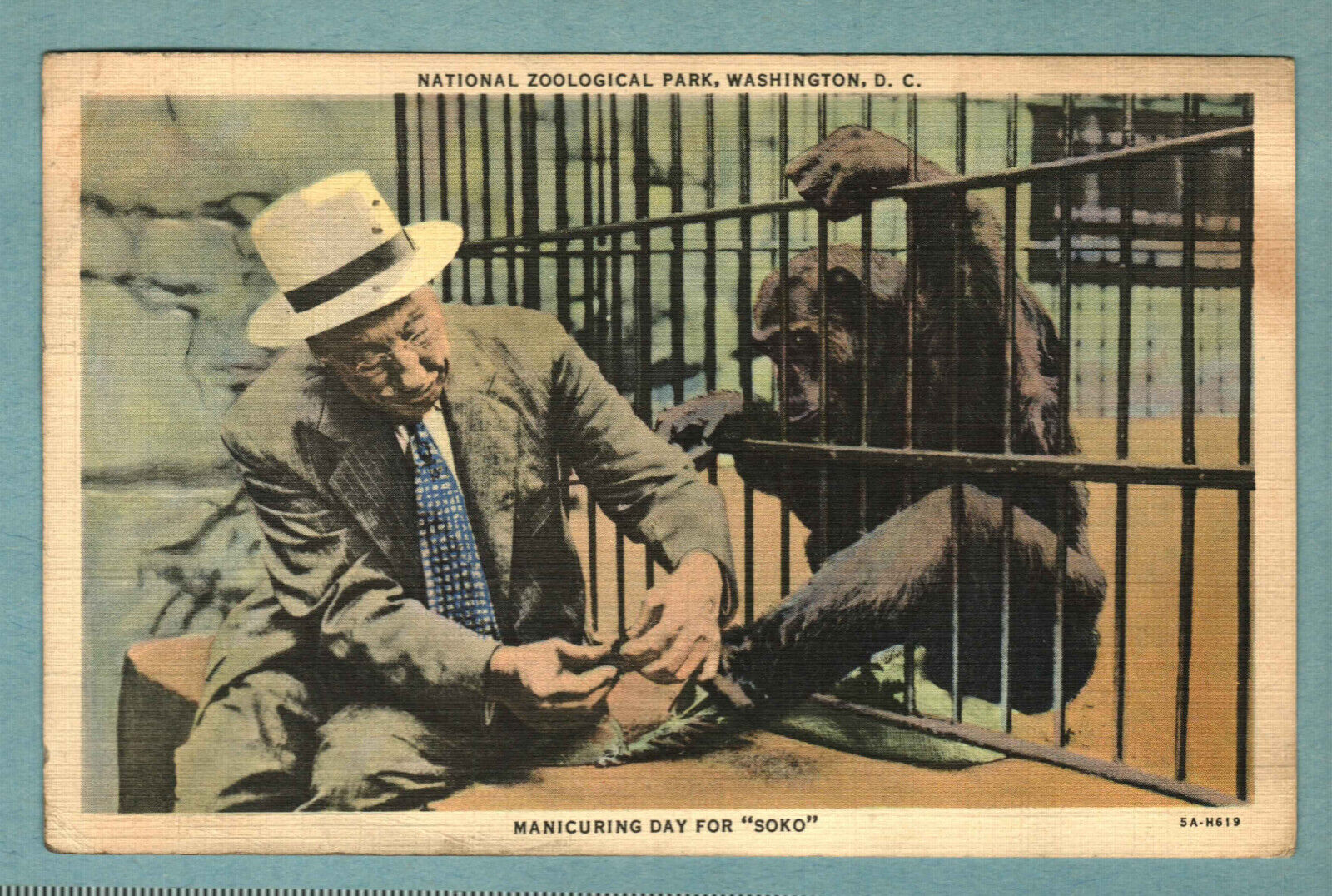 Postcard Soko The Chimp National Zoological Park Washington D. C. Posted 1938