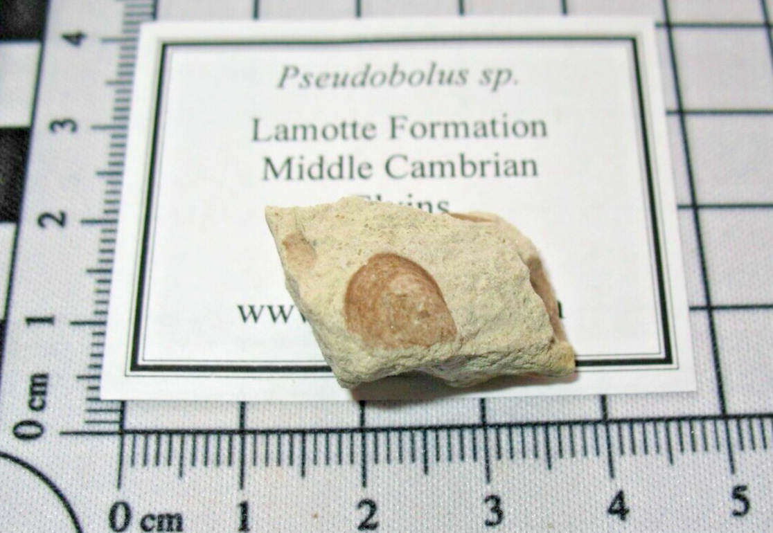 Cambrian brachiopod fossil Rare type Pseudobolus Lamotte Fm Missouri #1