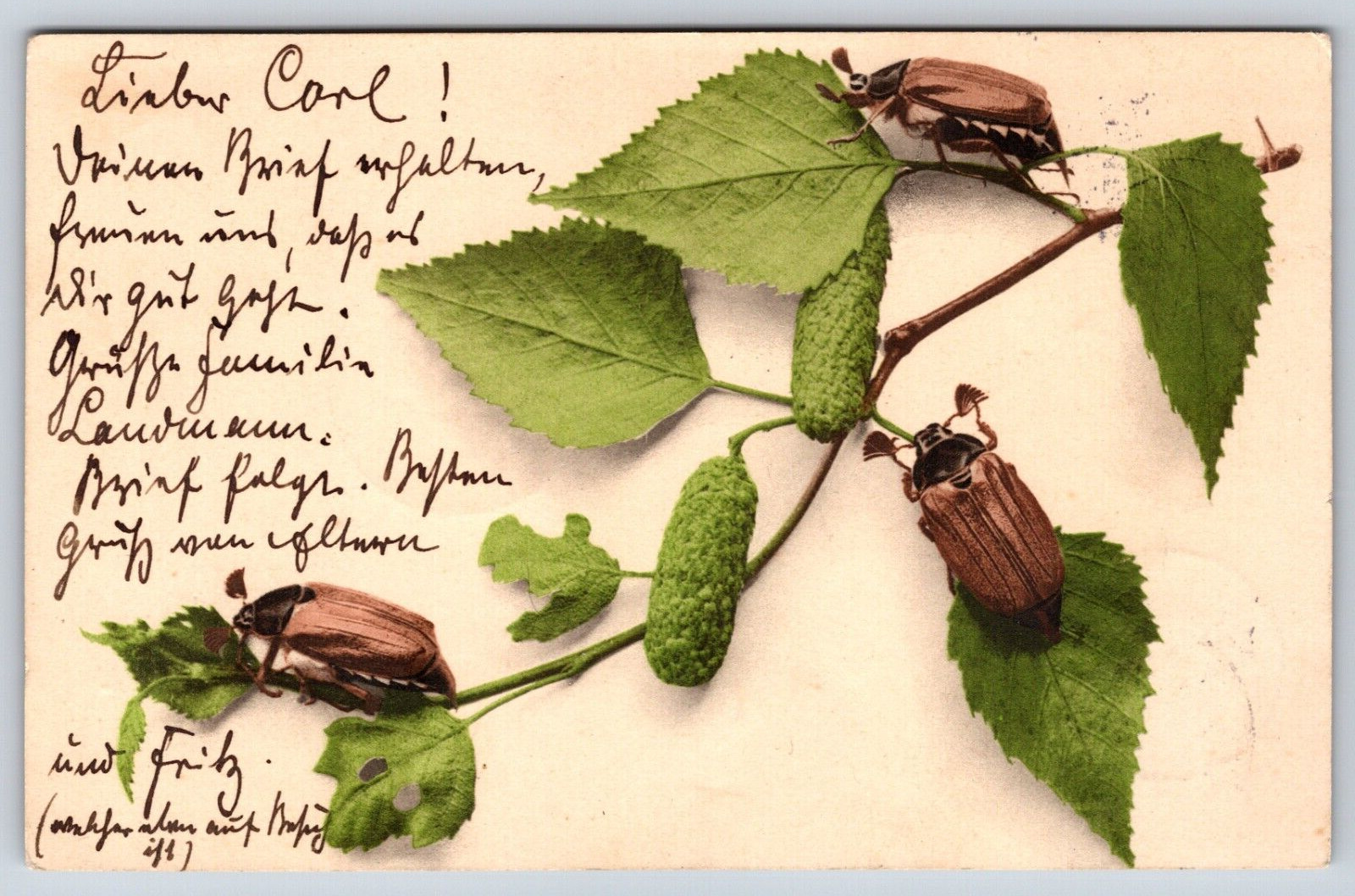 1906 Insect Bug 3 Beetles Leaf Study Antique Vintage Color Postcard P2A