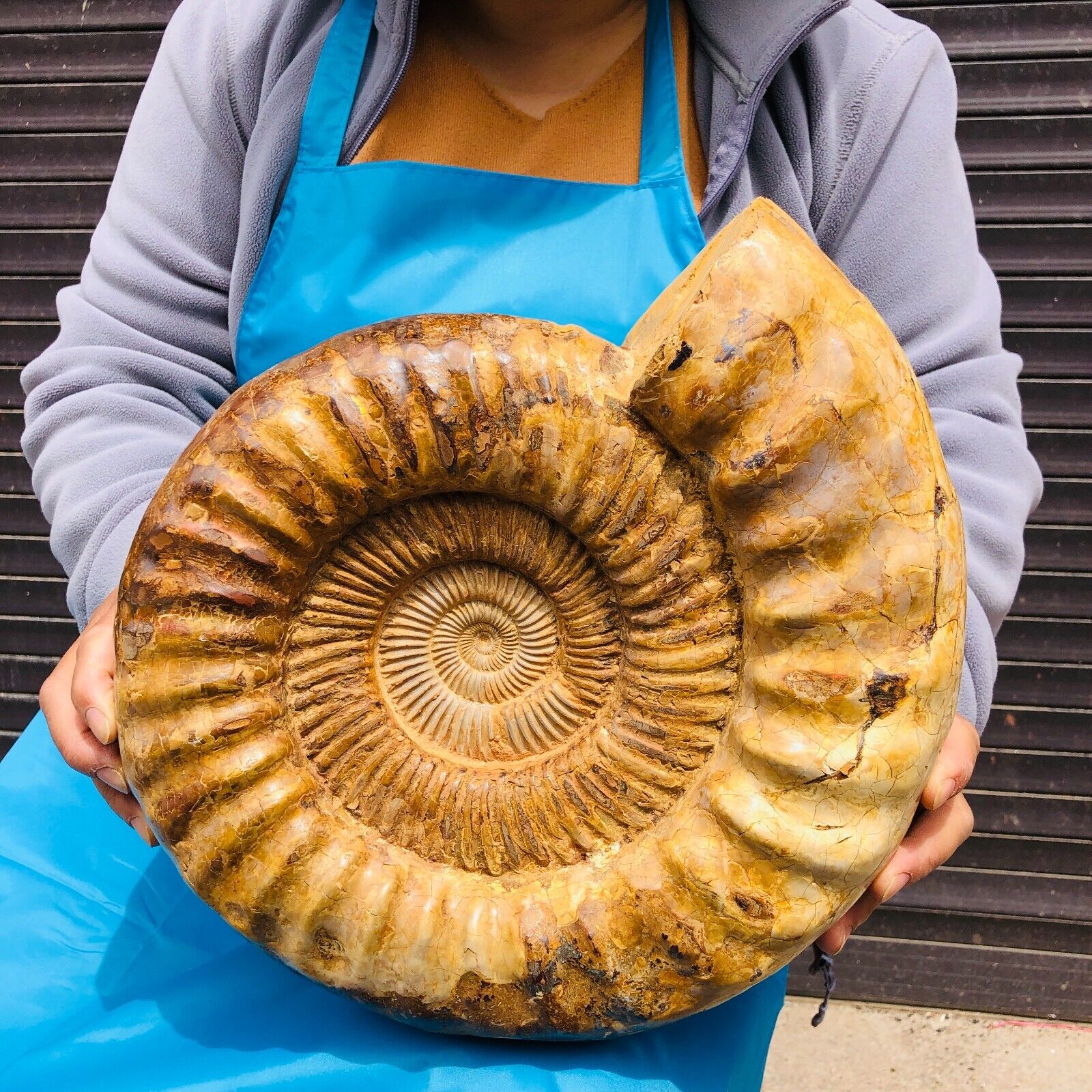 23.76LB Large Natural Beautiful ammonite fossil conch Crystal specimen Healing