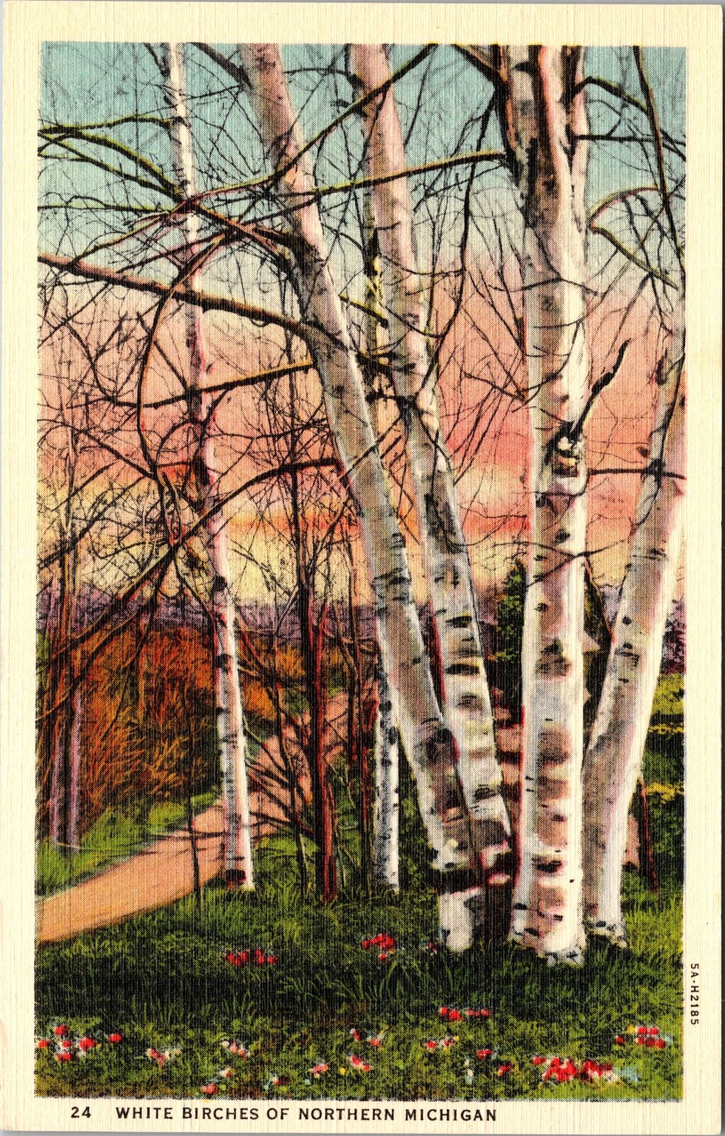 MI-Michigan, White Birches Northern Michigan, Vintage Postcard