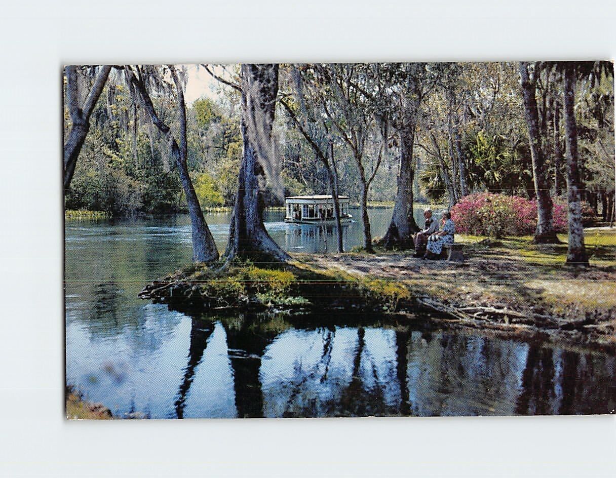 Postcard A Beautiful Florida Scene Along Silver River Silver Springs Florida USA