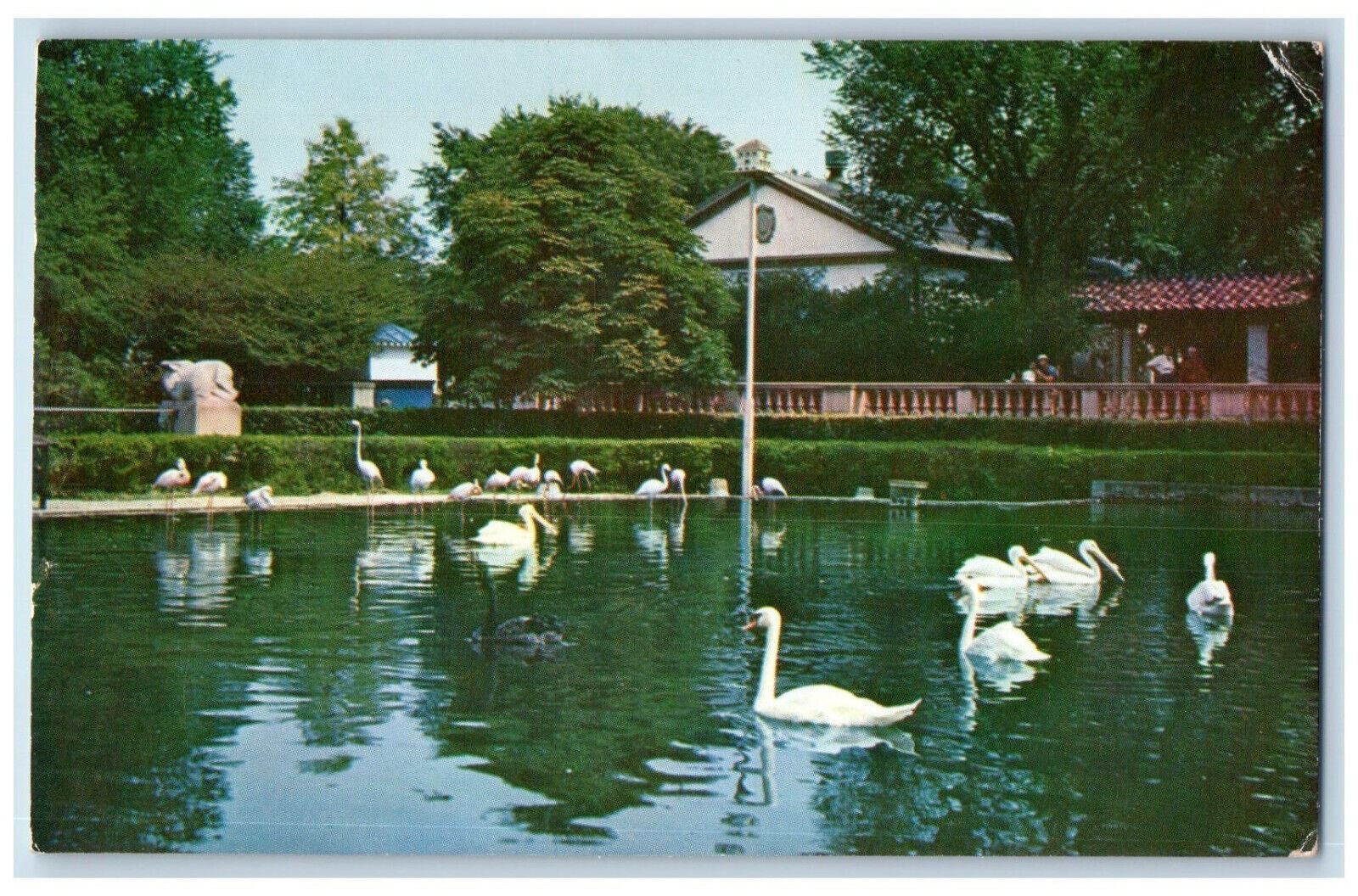 c1950's Pool, Swans, Chicago's New Zoo at Brookfield Illinois IL Postcard