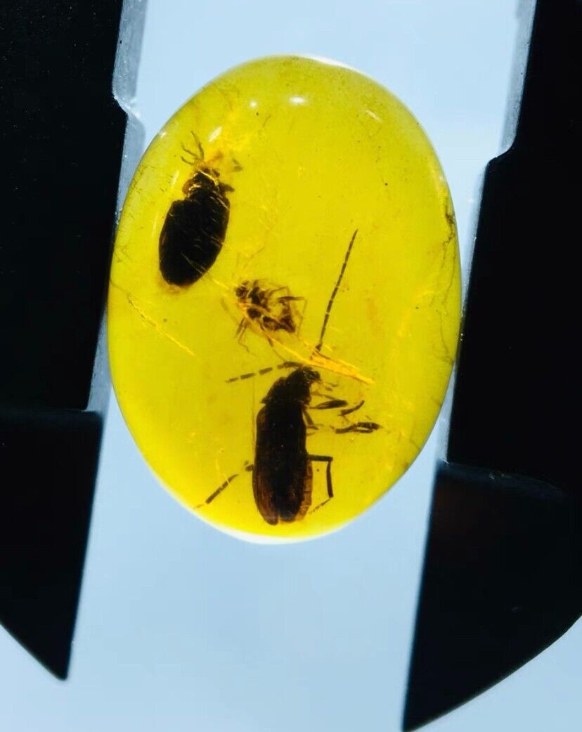 Burmite Fossils Cretaceous amber two beetle Insect Burmese amber fossil Myanmar