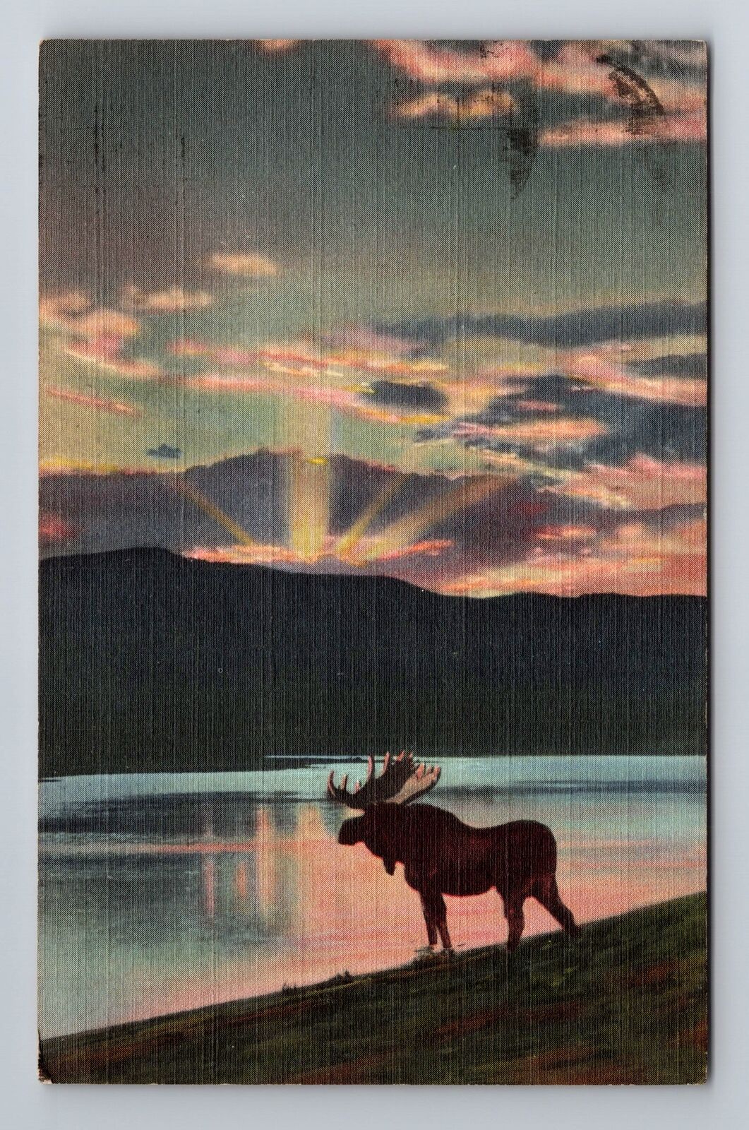 Livingston MT-Montana, Bull Moose At Lake, Antique, Vintage c1942 Postcard