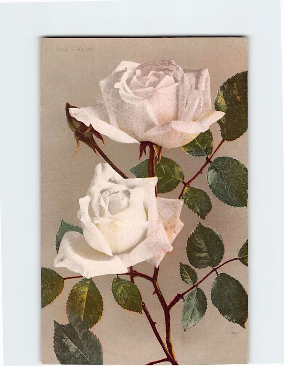 Postcard White Roses Vintage Print